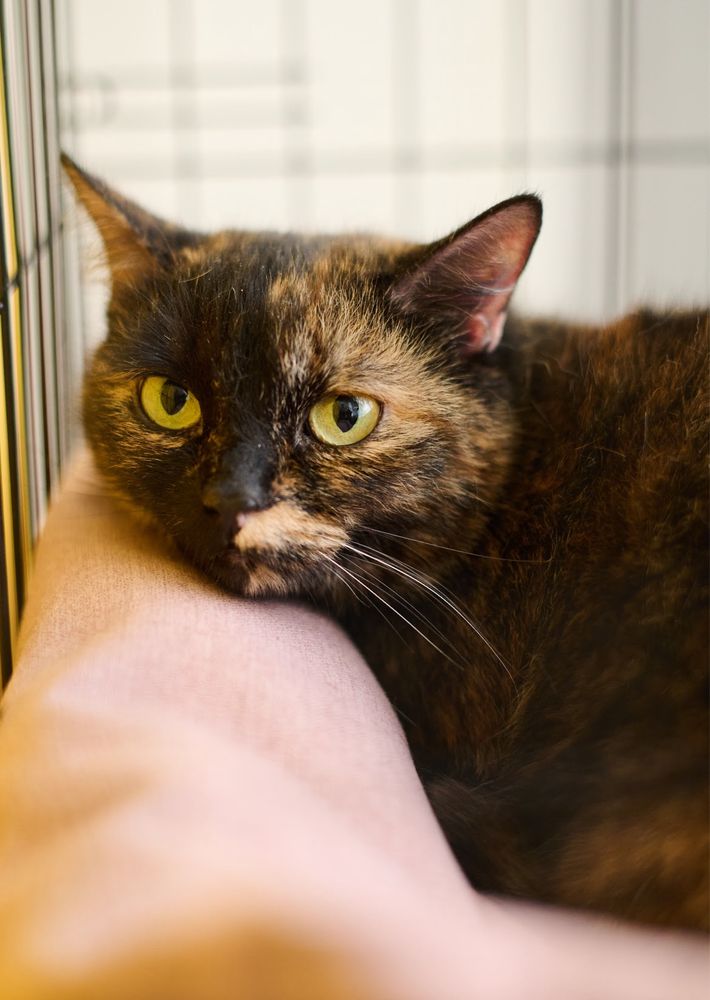 Киця, кошка, котики, кіт, кот, кішка, коти з притулку, київ/киев