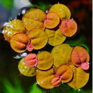 Plantas Aquario Phyllanthus fluitans