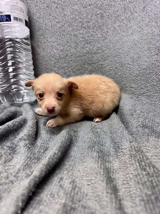 Cães de porte pequeno