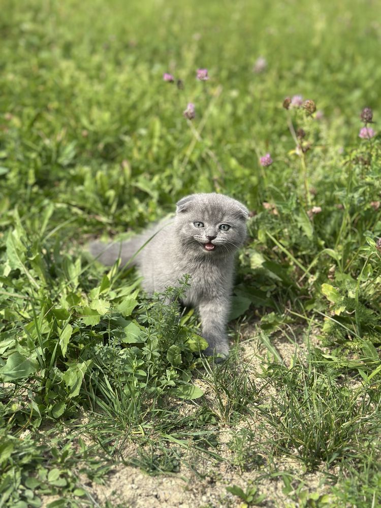 Шотланське висловухе кошеня