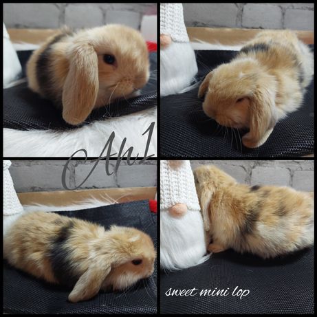 hobbistyczna hodowla królików Sweet Mini Lop L.z.h.k L181