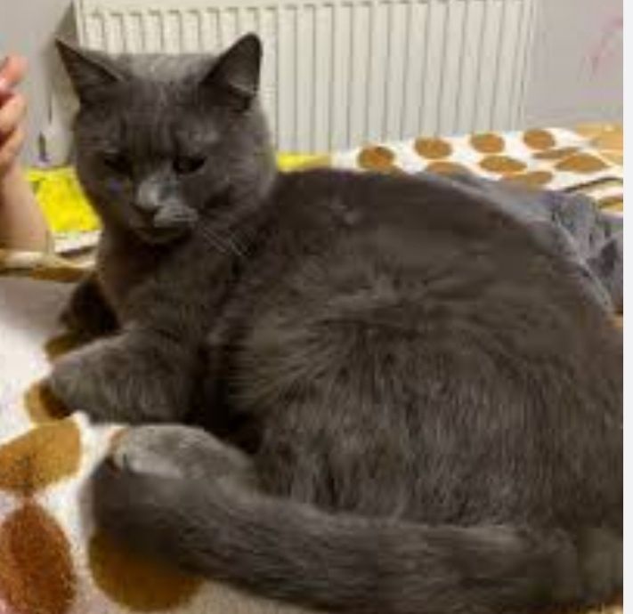 Стерилізована і привита зеленоока красуня ввідаеться в хорош і руки!