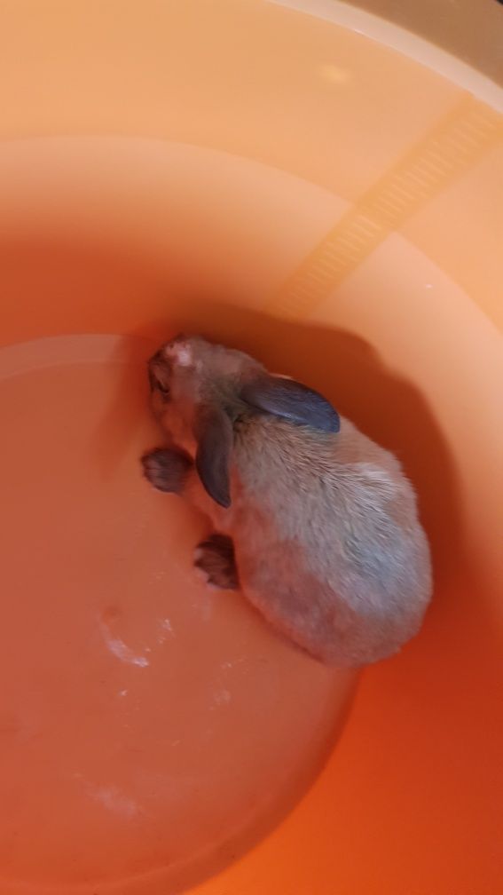Vendo Coelhos anão