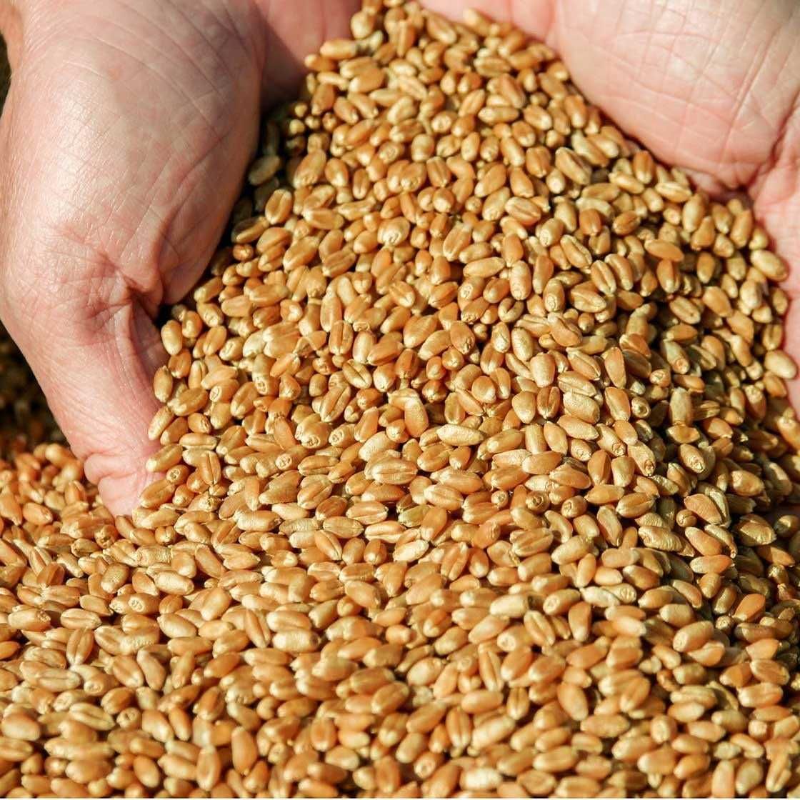 Продам пшеницю урожай 2023р