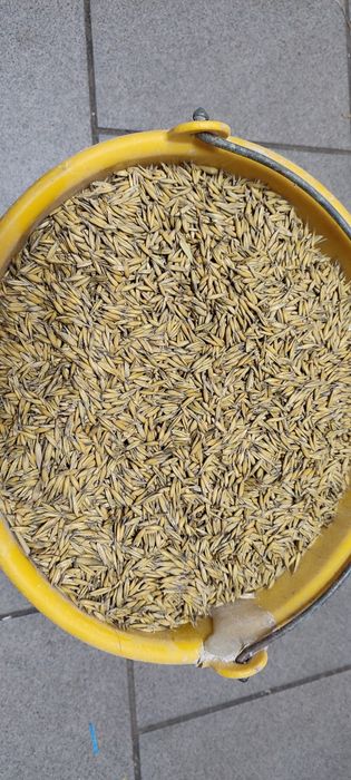 Sprzedam owies i pszenżyto 2025 r.