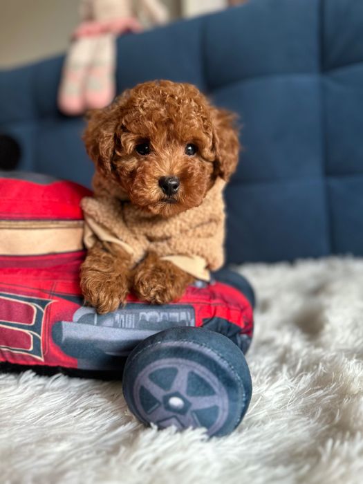 Śliczny Piesek Pudel Toy! Badania genetyczne!