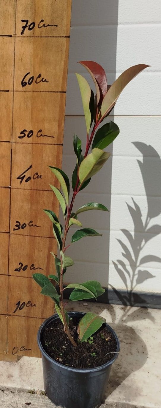 Fotinias , carre rouge