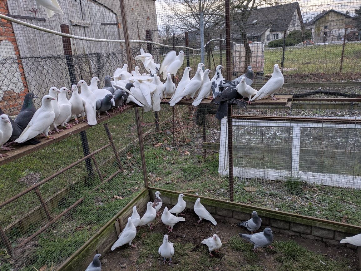 Sprzedam białe pocztowe i inne kolory likwidacja