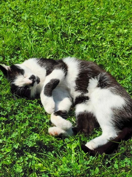 Kot, kocurek do adopcji.