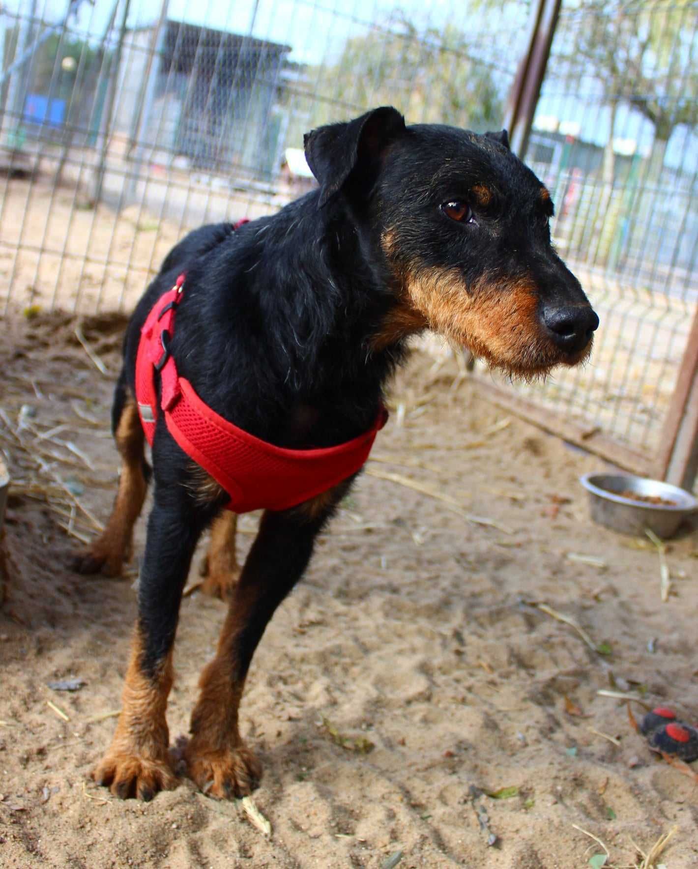 Totek - w typie Jagdterrier; łagodny i wesoły dla aktywnych