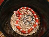 Wąż lancetogłów mleczny - Lampropeltis polyzona nelsoni albino