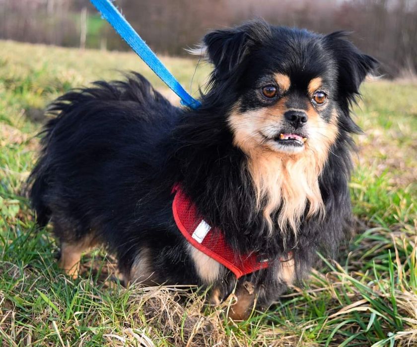 Mały waleczny lew szuka domu