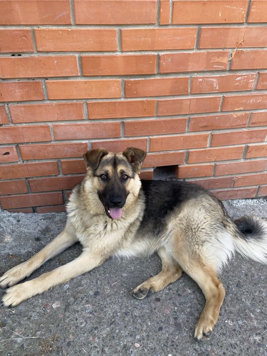 Віддам в гарні  руки собаку,в звʼязку  з переїздом)