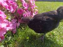 Kurczaki koguty ayam cemani i nioski