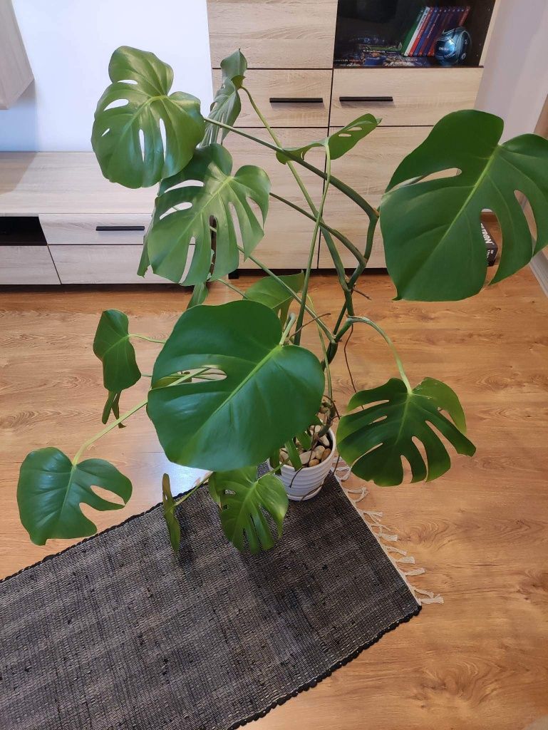 Kwiatek Monstera 120 cm