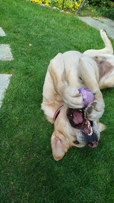 Oddam psa labladodra