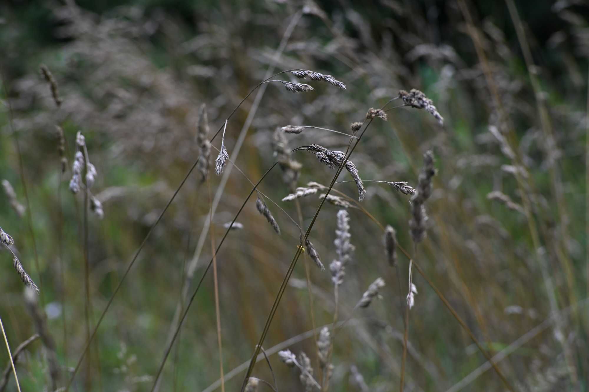 obiektyw AUTO CHINON 135mm f/2.8 M42 stan bdb