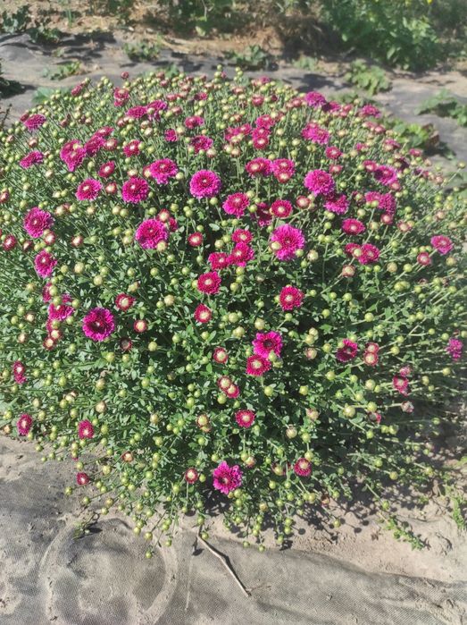 Хризантеми шаровидні