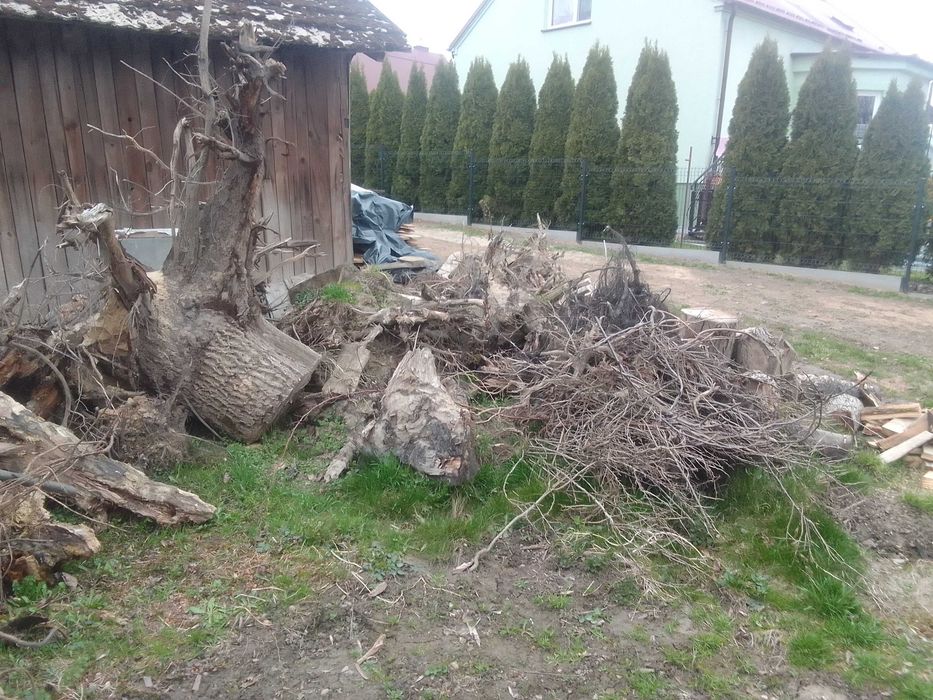 Oddam korzenie za darmo