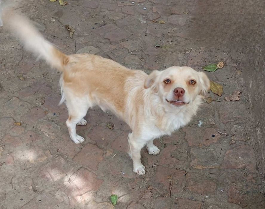 Отдам даром в добрые руки собачку метис мелкой породы