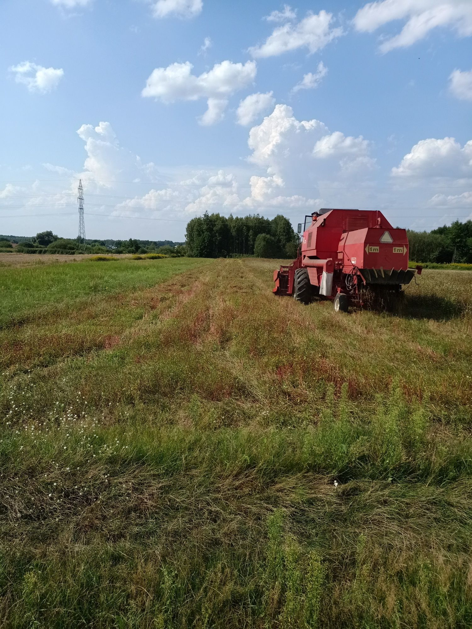 Sprzedam grykę, reczkę,tatarka.