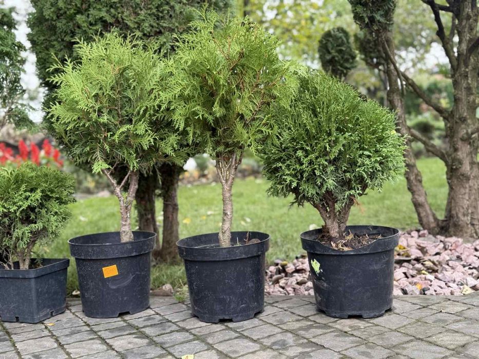 Продаю гарні туї з власного розсадника