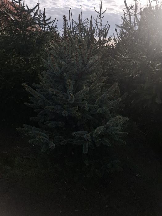 Choinki cięte lub wykopane