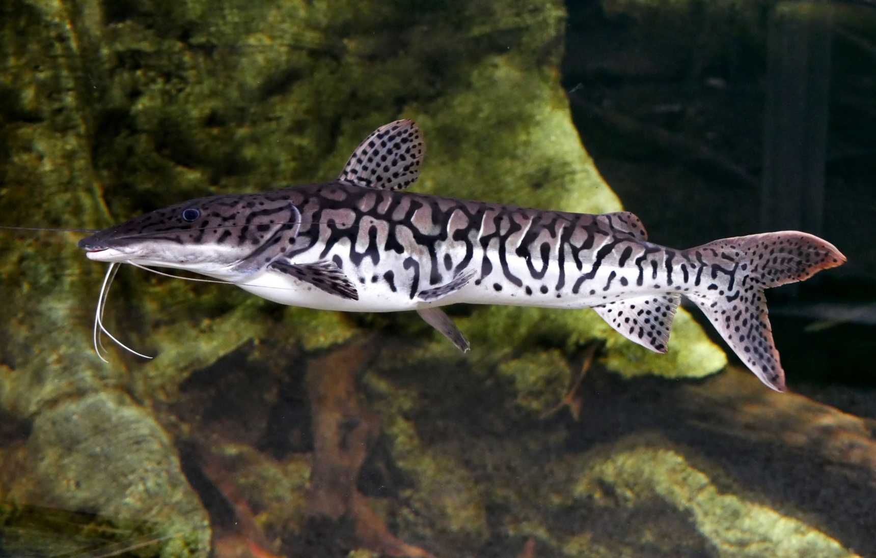 Sum płaskopyski - Pseudoplatystoma fasciatum - dowóz, wysyłka