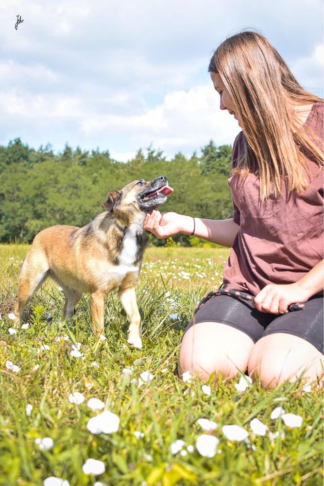 Średniej wielkości suczka czeka na dom-adopcja