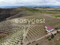 Magnifica Quinta agrícola com mais de 55 hectares no Dour...