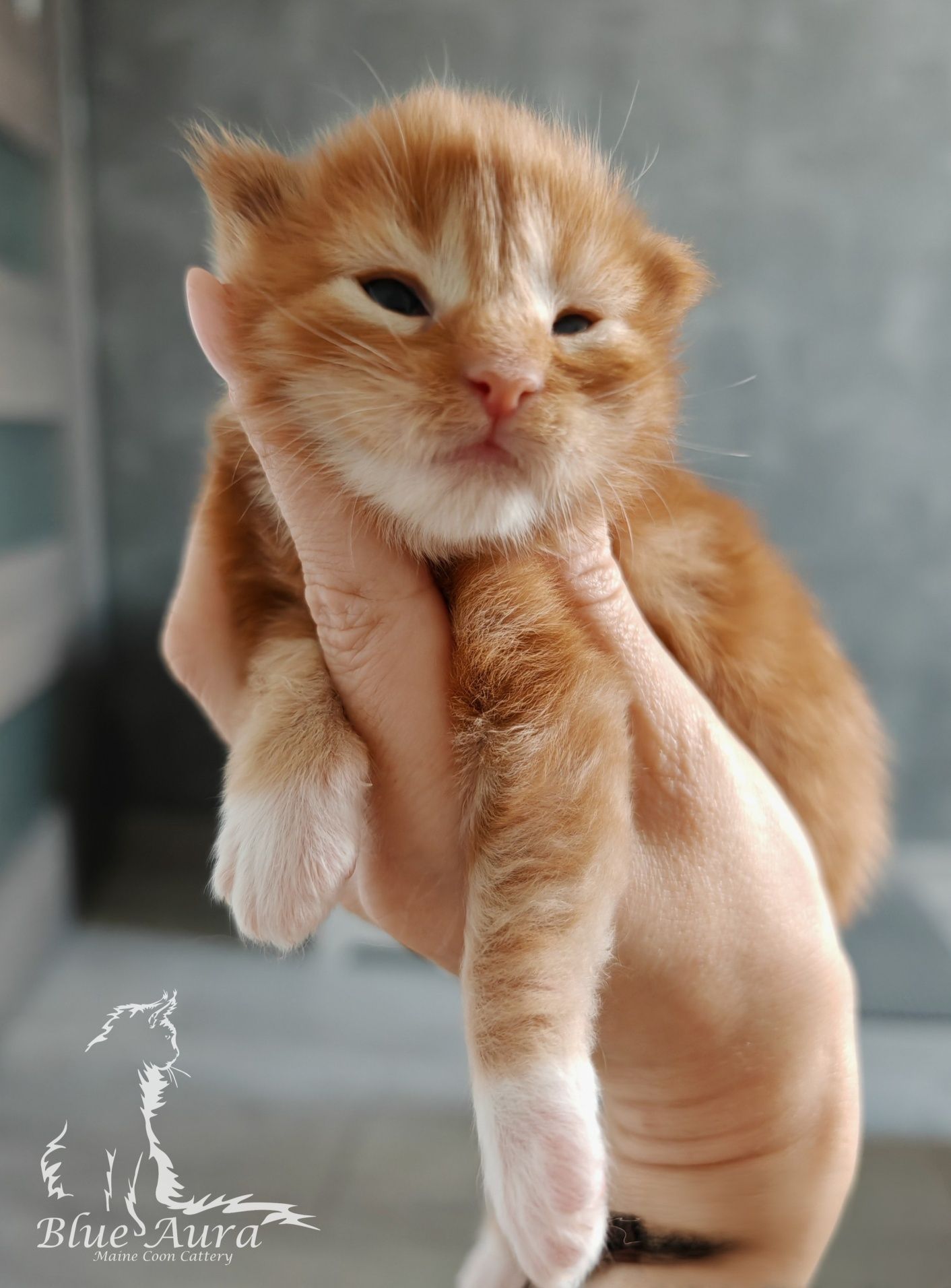 Kocurek rudy klasyczne pręgowany z bielą Maine Coon