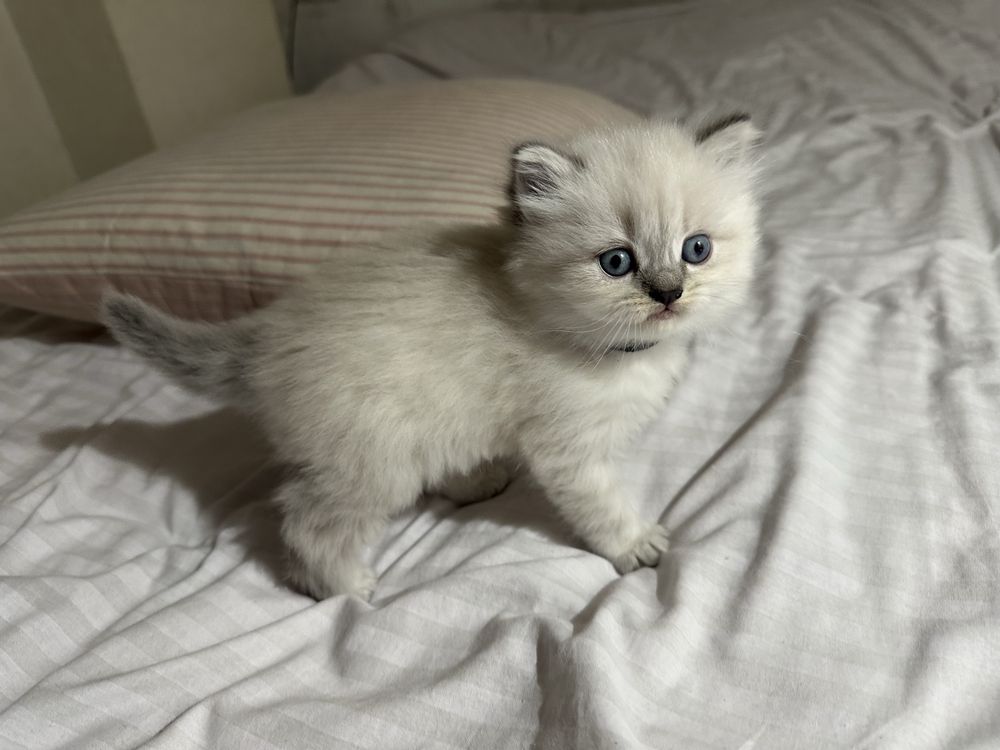 Британские котята