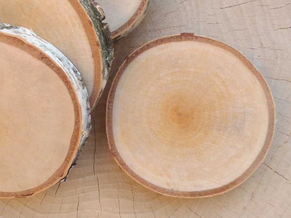 Plastry krążki drewna brzoza szlif ok 12-13 cm