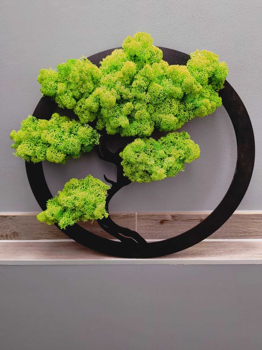 Drzewo bonsai - dekoracja, prezent chrobotek 40cm