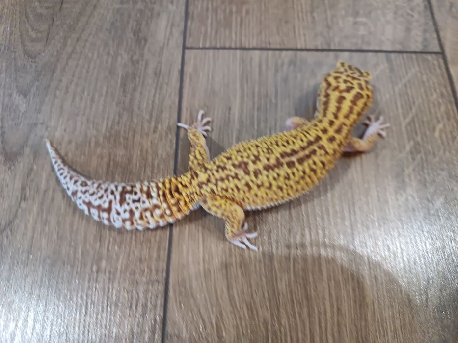 Gekony lamparcie cztery samice