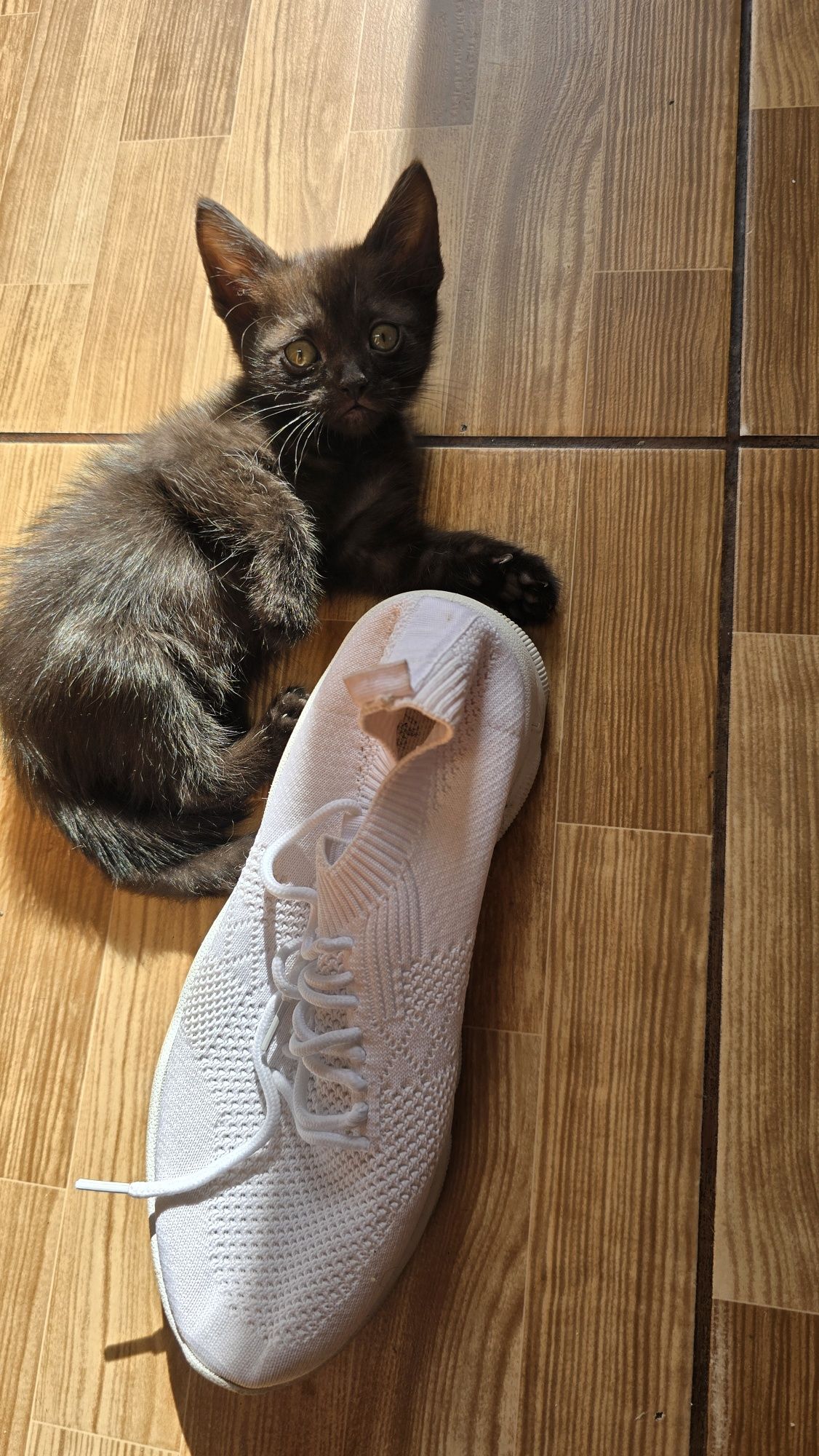 Котята  бесплатно