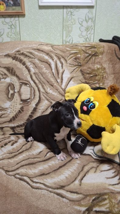 Чёрная девочка Ам стаф терьер.