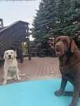Labrador biszkopt czekolada brązowy za darmo