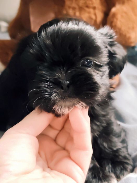 TASHA cudowna czarna dziewczynka Shih-Tzu gotowa na zmianę domu