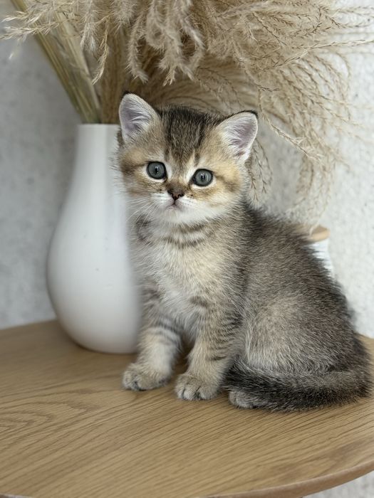 Шотландские вислоухие и прямоухие котята золотая шиншила