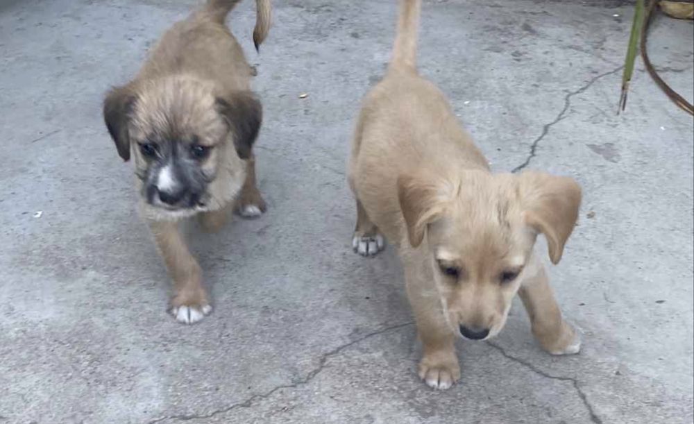 Cachorrinhas para dar