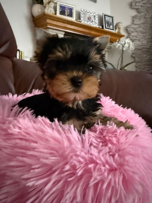 Yorkshire Terrier York ZKwP FCI śliczna dziewczynka