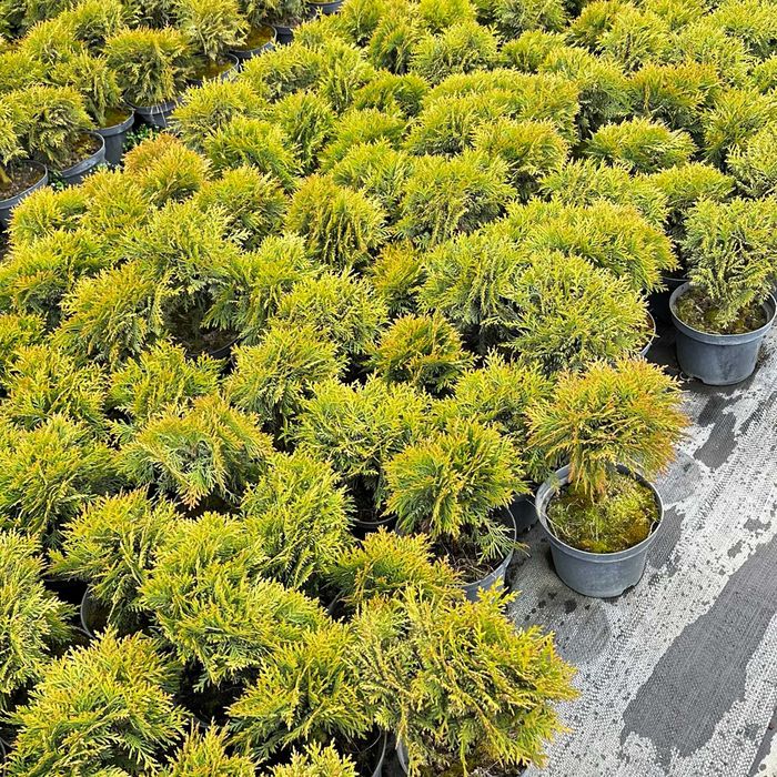 Tuja Danica, 3,5 roku, thuja doniczka 2L - tylko 30 zł