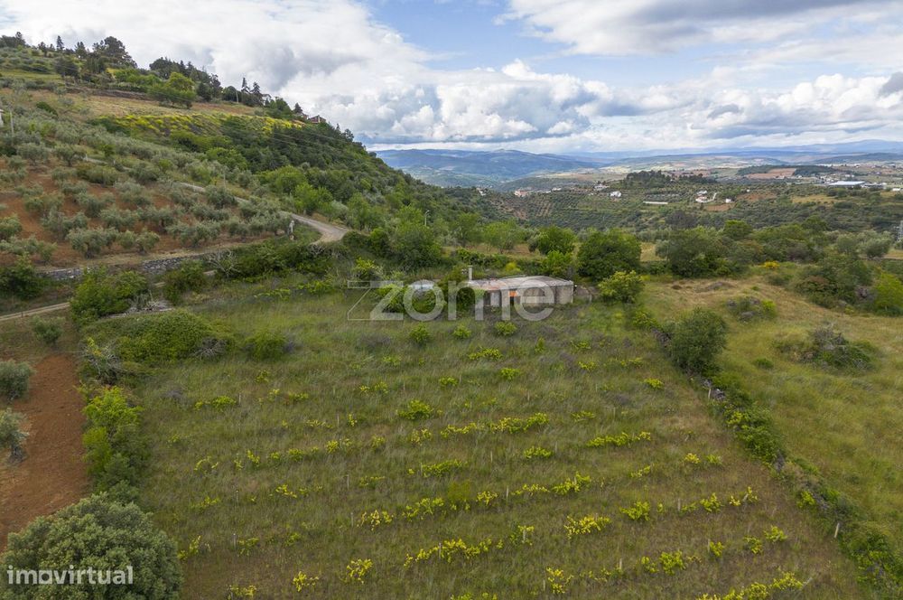 Terreno com olival, vinha e pastagem