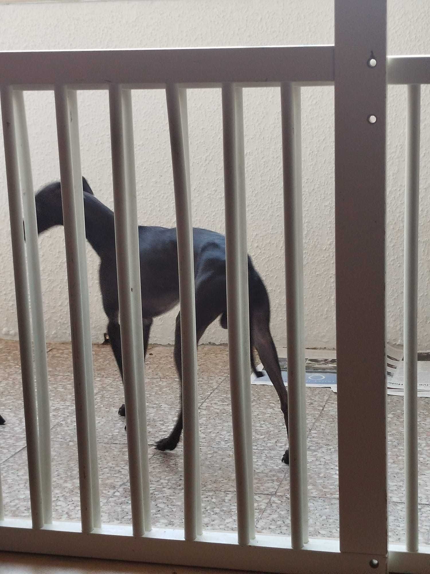 Doação de Galgos .apenas juntos 01 preto 4 anos e 01 Caramelo 02 anos