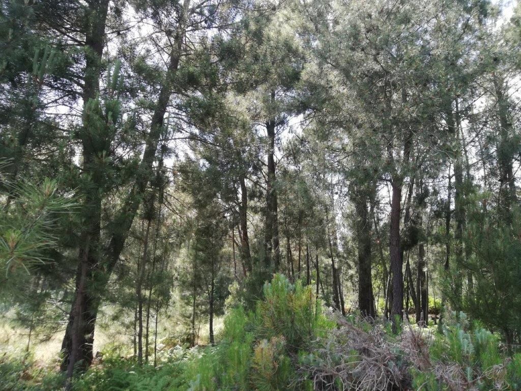 Quinta na Serra da Estrela