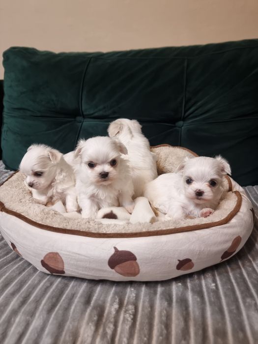 Maltańczyk szczeniak