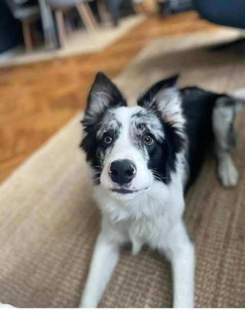 Jumper - border collie , 3,5 letni
