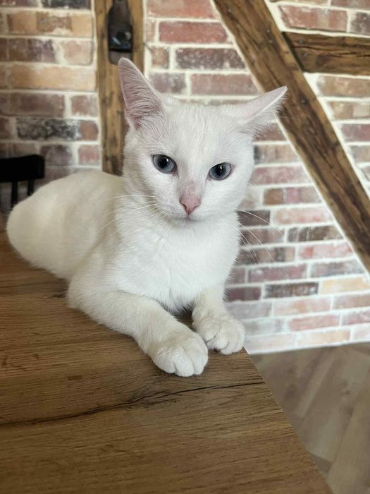 Piękna Aurora szuka domu