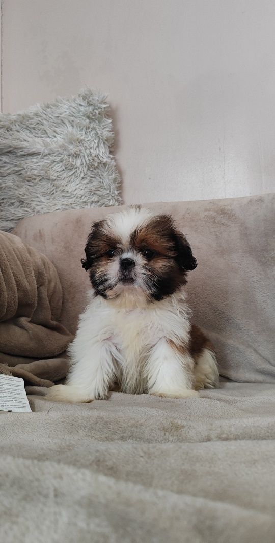 Urocze Szczenięta Shih-Tzu Tricolor  • GOTOWE DO ODBIORU •